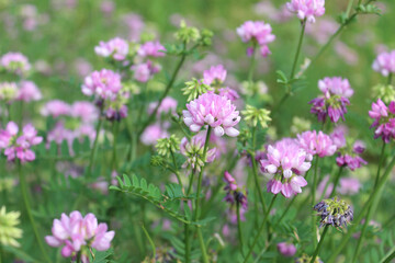 Flowering of the multi-colored bobwhite ,coronilla blossom (lat. Securigera varia).  Abkhazia