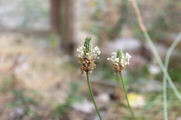Inflorescence of lanceolate plantain (lat. Plantago lanceolata). Abkhazia