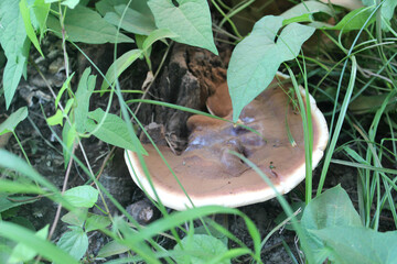 Flat tinder fungus (lat. Ganoderma applanatum). Is a perennial fungus that parasitizes trees. The young fruits of this mushroom are edible and are used as a healthy supplement. Photo taken in Abkhazia