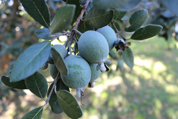 Ripe feijoa fruits on tree branches (lat.Acca sellowiana). Photo taken in Abkhazia