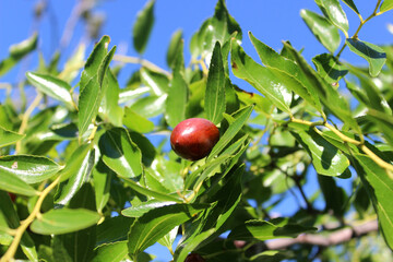 Ripe unabi fruits (lat.Ziziphus jujuba) against the blue sky. Photo taken in Abkhazia