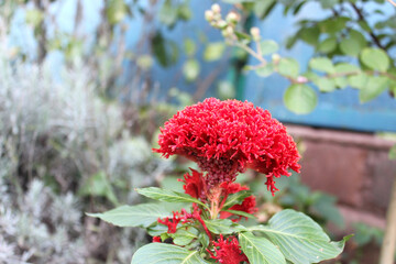 Red flowers of Celosia crestata 
(lat. Celosia), cockscomb. Photo taken in Abkhazi