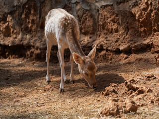 cute deer at the zoo
