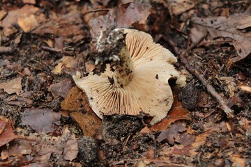 Upside Down Mushroom on Forest Floor