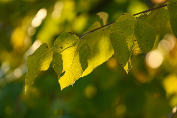 autumn leaves on the tree