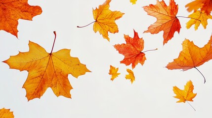 Fototapeta premium Falling Autumn Leaves Isolated on White Background