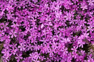 Obraz premium lilac aubrieta deltoidea flowers in the garden.