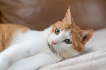毛布の上でくつろぐ可愛い猫　茶トラ白