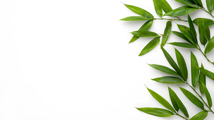 Fototapeta premium Bamboo green stick with leaves isolated on transparent background