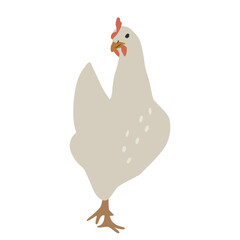 Flat chicken illustration. Vector clipart of domestic bird. Farming