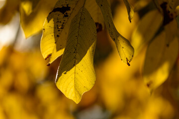 autumn leaves in the park