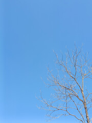 A minimalist style background image of a clear sky without clouds, combined with branches, is a simple but beautiful and natural image.
