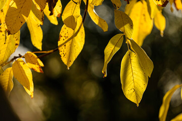 autumn leaves in the park