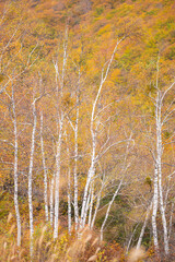 美しい黄葉する森とシラカバの白い幹　乗鞍高原