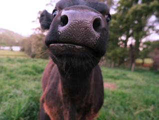 Close up baby cow looking at camera