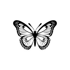 Obraz premium Zebra Longwing Butterfly