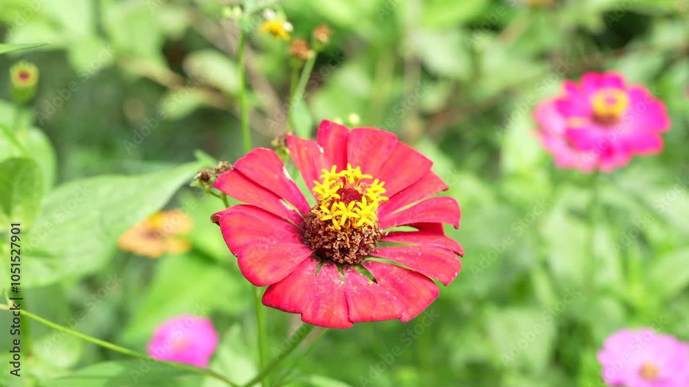 Sticker Vibrant Red Flower in Bloom Cheerful Garden of Colorful Petals and Lush Green Flora Celebrating Natures Beauty