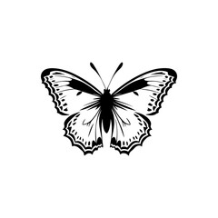 Glassy Tiger Butterfly