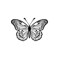 Grecian Shoemaker Butterfly