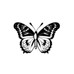 Paper Kite Butterfly