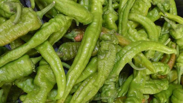 Crisp frigitelli peppers at a traditional Italian market