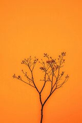 Obraz premium Minimalist orange background with a dead tree branch with some small flowers in it. 