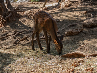 cute deer at the zoo