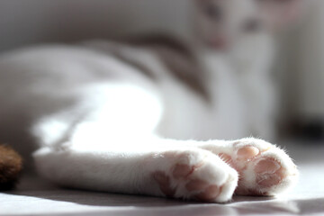 Footpad of hind legs of the cat laying on the floor