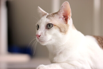 Portrait of cat, looking at something