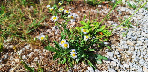 A bush of erigeron with white flowers blooms in a clearing. Panorama.