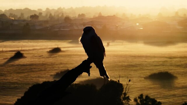 Bird perched on old dead tree in silhouette with sunrise and mist in background
