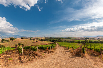 View of Tuscany vineyards on a sunny day.