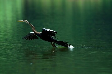 Oriental Darter snake bird landing on the water surface