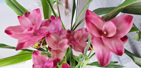 Obraz premium Top view of curcuma bush with pink flowers. Panorama.