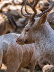 beautiful deers at the zoo