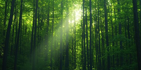 Obraz premium Sunlight filtering through lush green forest trees, creating a serene and tranquil atmosphere.