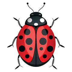 Ladybug isolated on whith background