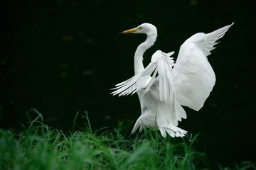 Medium Egret bird coming in to land gracefully