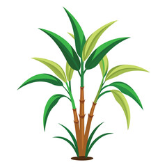 Sugar cane plant on white background