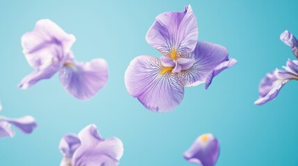 Obraz premium Delicate purple iris petals floating gently against a pastel blue background, adding a calming and elegant atmosphere.