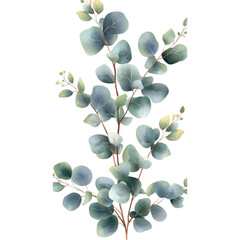 Obraz premium Watercolor Eucalyptus Branch with Green Leaves