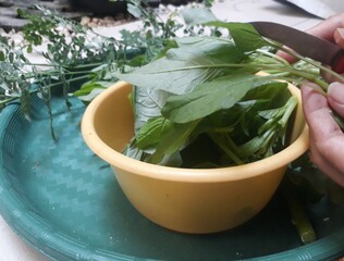 Food preparation, cutting spinach vegetables