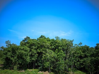 The photo shows a forest with tall, green trees against a bright blue sky.
