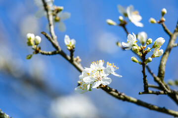 white tea tree blossom in spring, blue sky sunny background, gardening