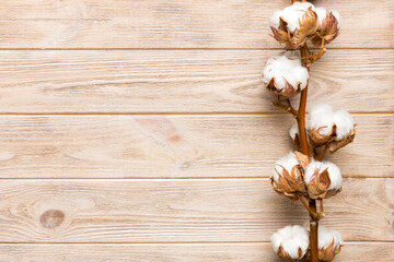 Autumn Floral composition. Dried white fluffy cotton flower branch top view on colored table with copy space