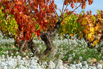 Vibrantly hued vineyard featuring rows of grapevines with fiery red and yellow leaves, highlighted with contrasting white wildflowers in the foreground, symbolizing life's cycles in La Rioja Spain