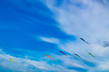 in the beautiful, blue sky are many, colorful, flying kites to see in Rømø Denmark