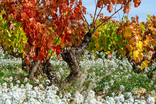 Vibrantly hued vineyard featuring rows of grapevines with fiery red and yellow leaves, highlighted with contrasting white wildflowers in the foreground, symbolizing life's cycles in La Rioja Spain