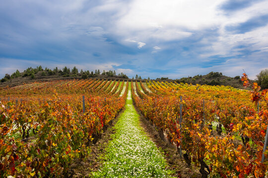 Neatly aligned vine rows overlay a bed of white wildflowers, with the scene stretching toward a dramatically clouded sky, epitomizing serene agricultural artistry in La Rioja Spain