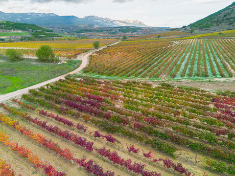 An expansive vineyard with rows extending towards the horizon, framed by distant mountains under a vast sky, representing the enduring beauty of open landscapes in La Rioja Spain